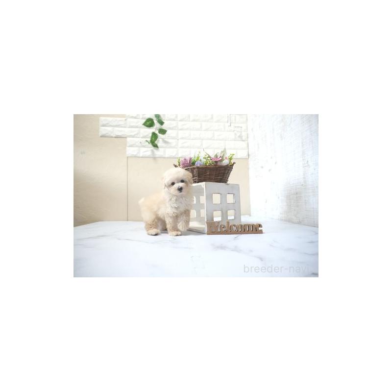 販売中の滋賀県のタイニープードル-428840の3枚目