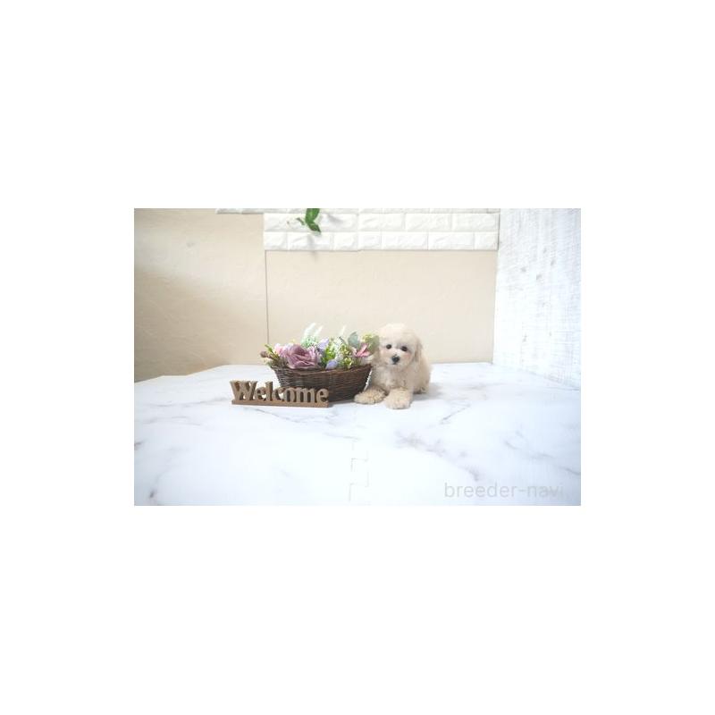 販売中の滋賀県のタイニープードル-428840の2枚目