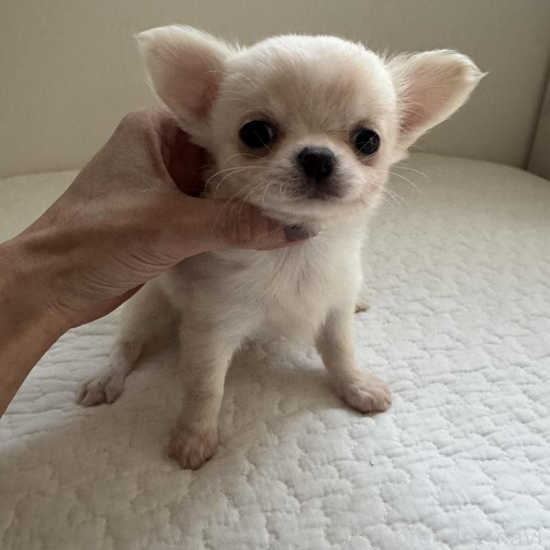 販売中の東京都のチワワ(ロングコート)-428839の9枚目