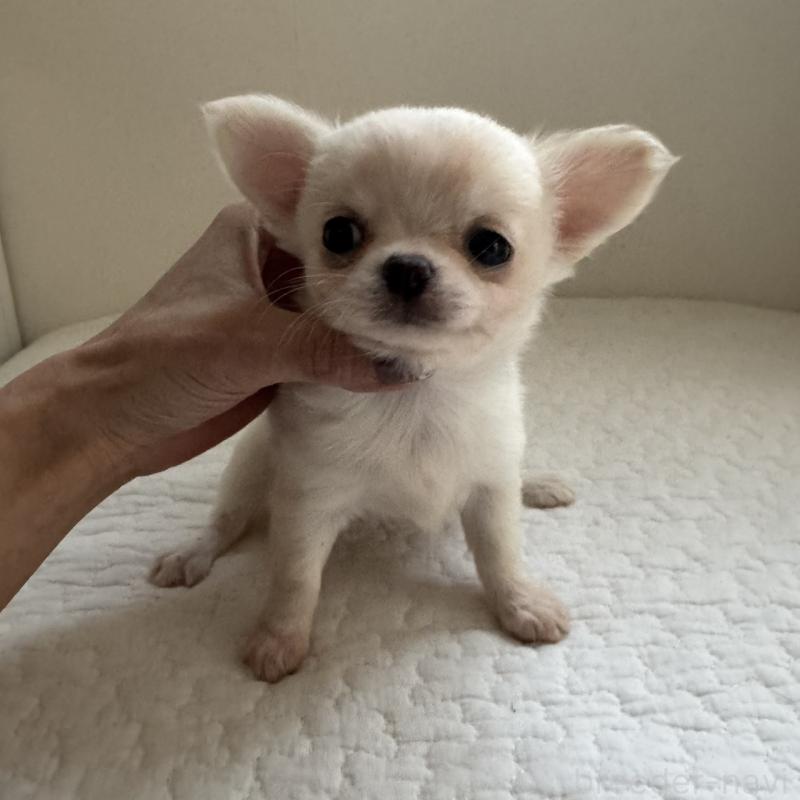 販売中の東京都のチワワ(ロングコート)-428839の8枚目