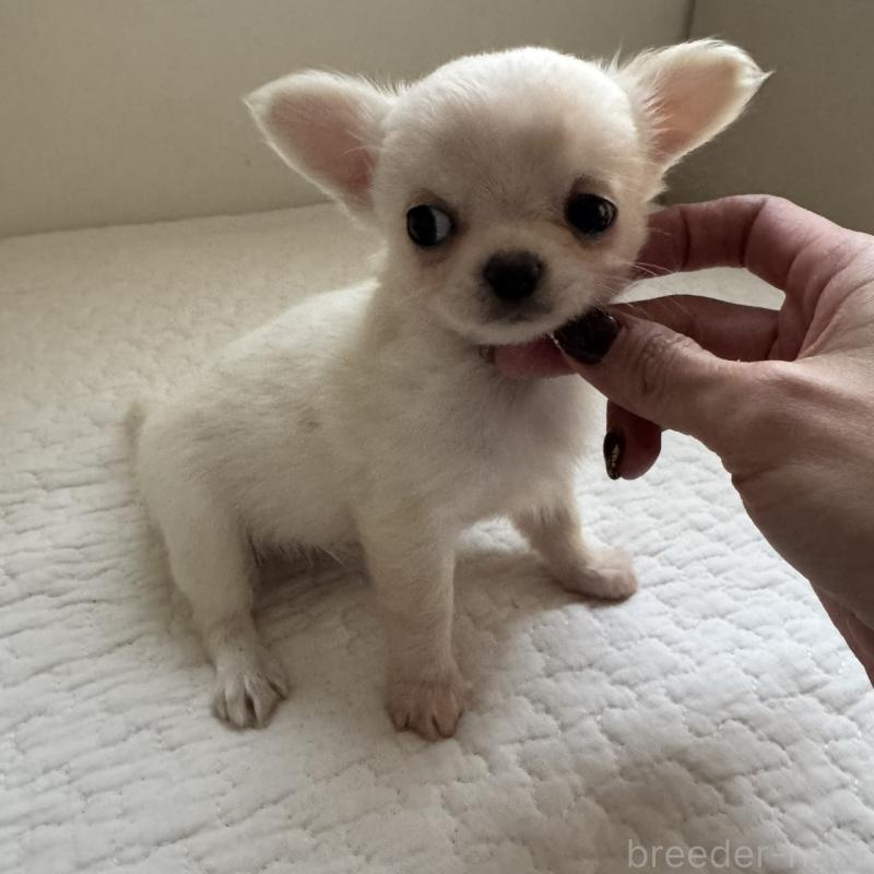 販売中の東京都のチワワ(ロングコート)-428839の6枚目