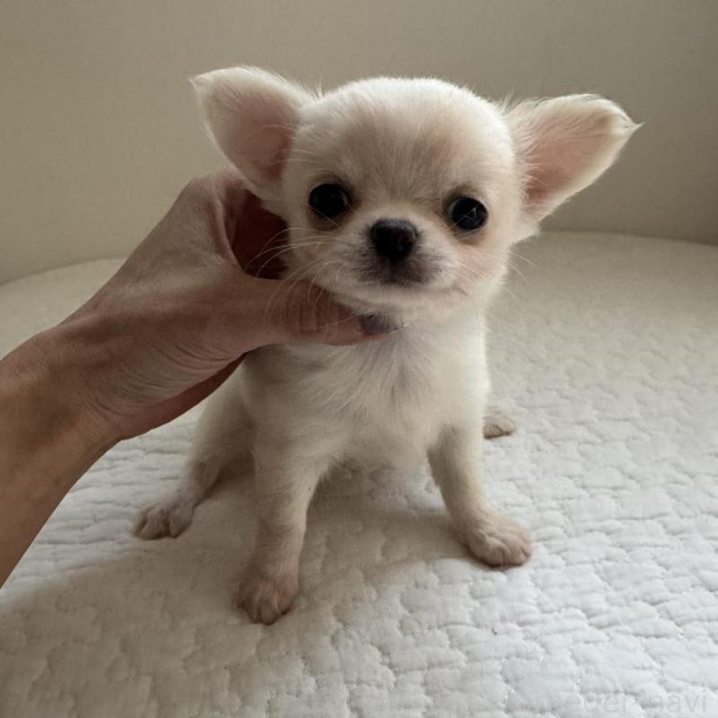 販売中の東京都のチワワ(ロングコート)-428839