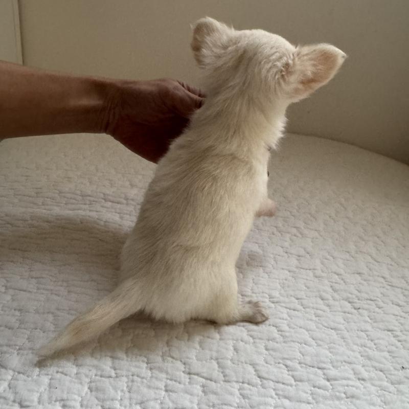 販売中の東京都のチワワ(ロングコート)-428839の5枚目