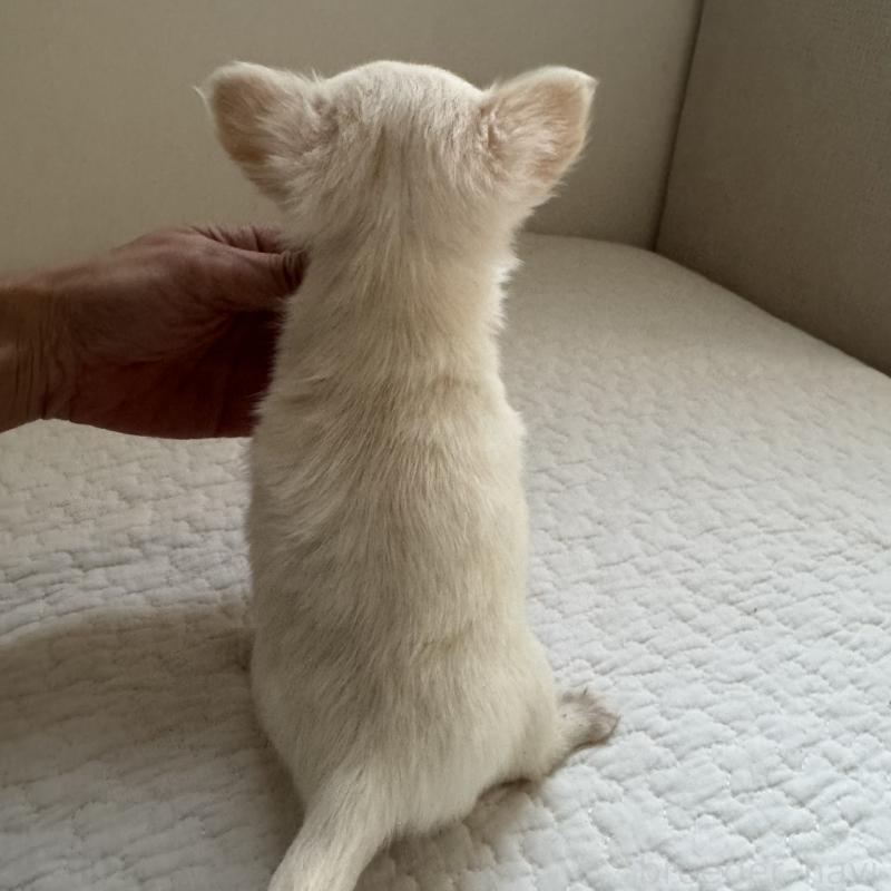 販売中の東京都のチワワ(ロングコート)-428839の4枚目