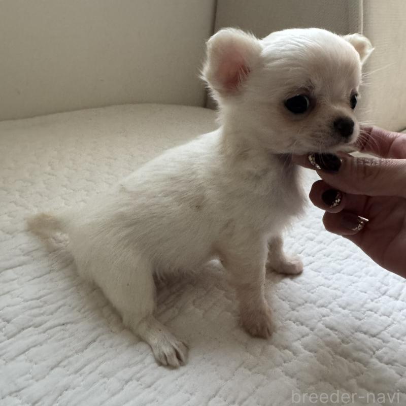 販売中の東京都のチワワ(ロングコート)-428839の3枚目