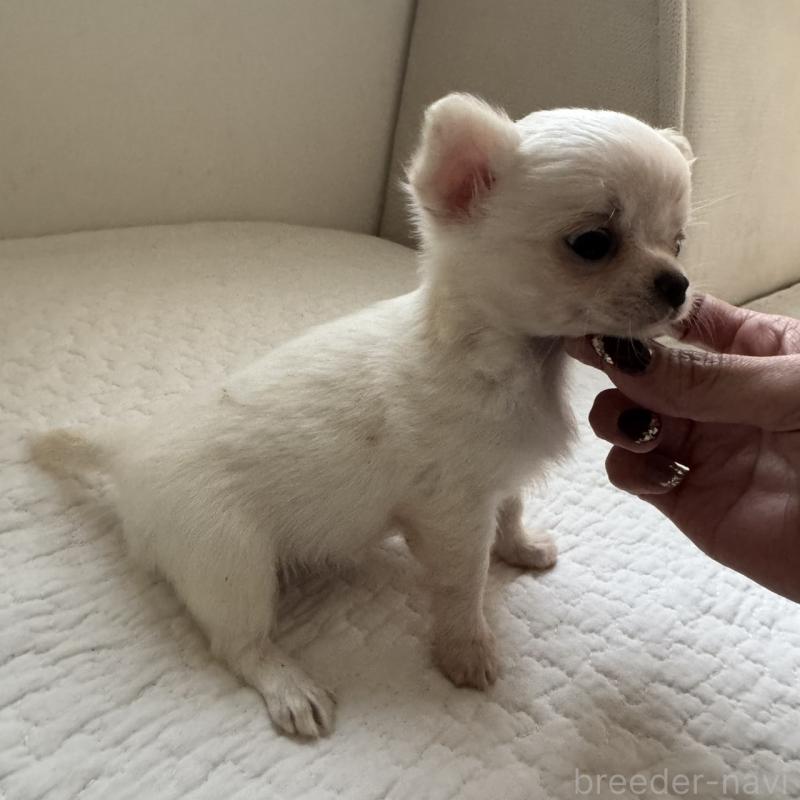 販売中の東京都のチワワ(ロングコート)-428839の2枚目