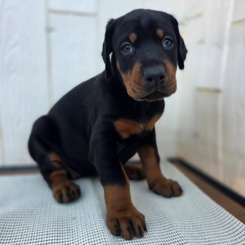 販売中の茨城県のドーベルマン-428842の8枚目