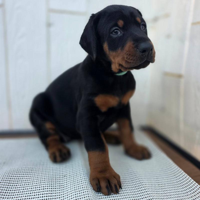 販売中の茨城県のドーベルマン-428842の7枚目