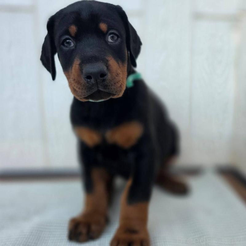 販売中の茨城県のドーベルマン-428842の6枚目