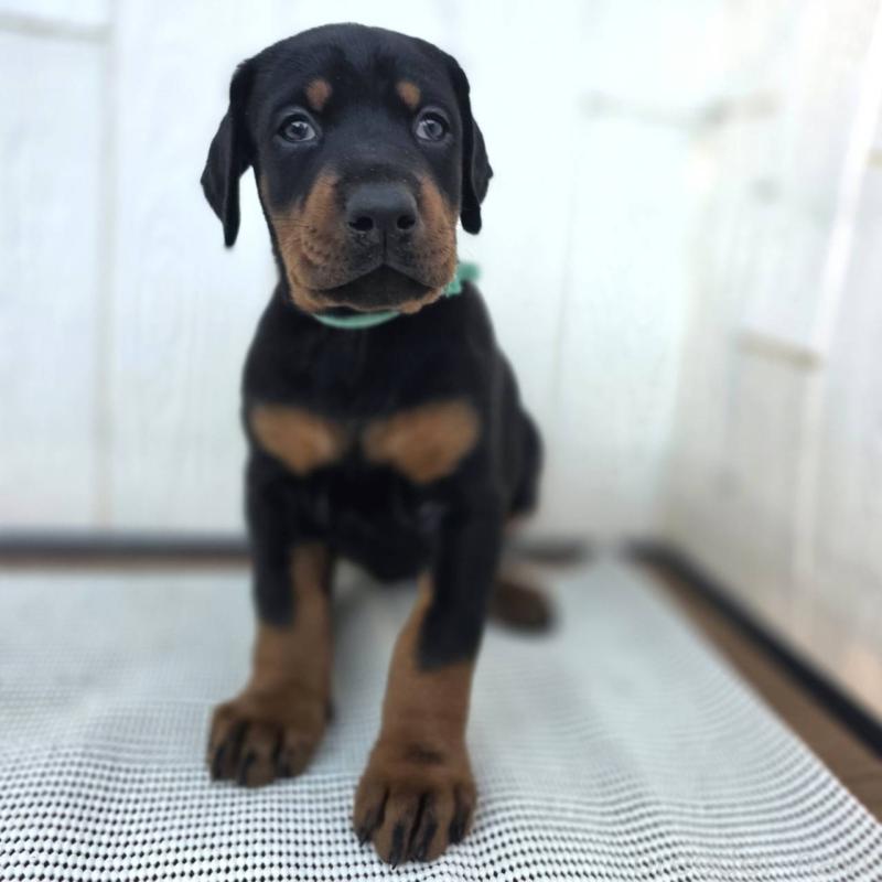 販売中の茨城県のドーベルマン-428842の5枚目