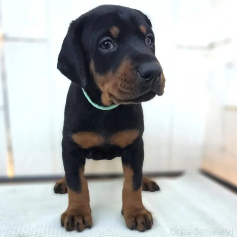 販売中の茨城県のドーベルマン-428842の1枚目