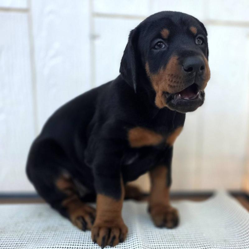 販売中の茨城県のドーベルマン-428842の4枚目