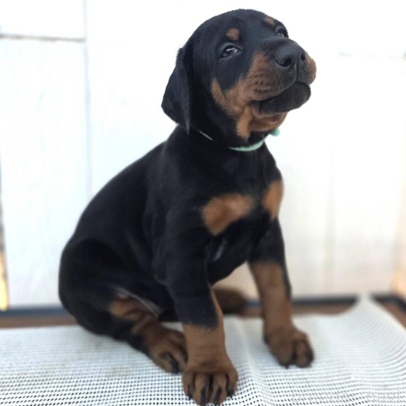 販売中の茨城県のドーベルマン-428842の3枚目