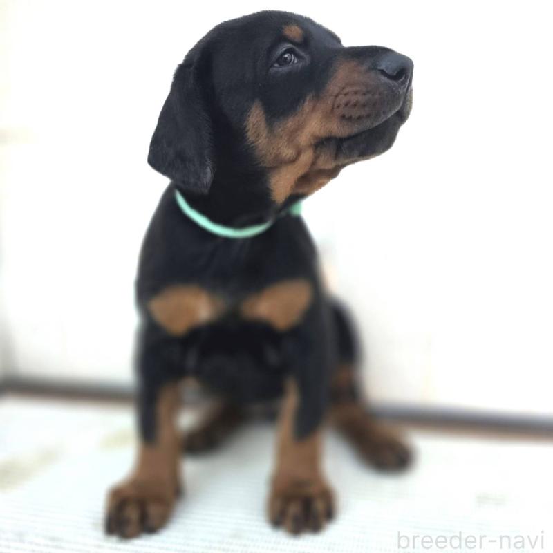 販売中の茨城県のドーベルマン-428842の2枚目