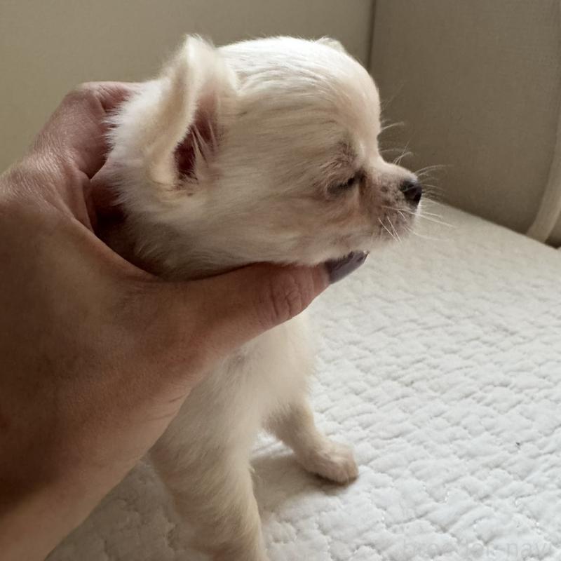 販売中の東京都のチワワ(ロングコート)-428844の9枚目