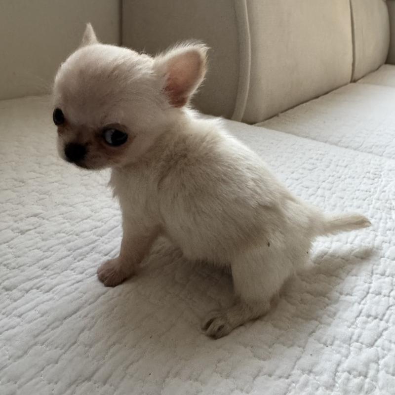 販売中の東京都のチワワ(ロングコート)-428844の4枚目