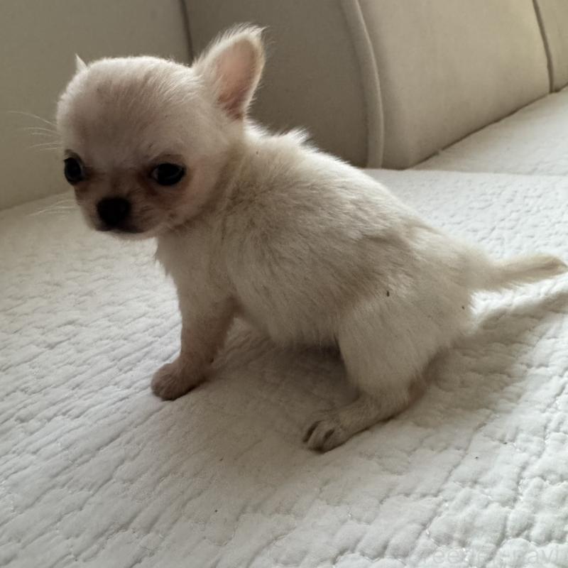 販売中の東京都のチワワ(ロングコート)-428844の3枚目