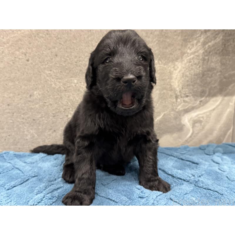 商談中の静岡県のフラットコーテッドレトリーバー-424029の3枚目