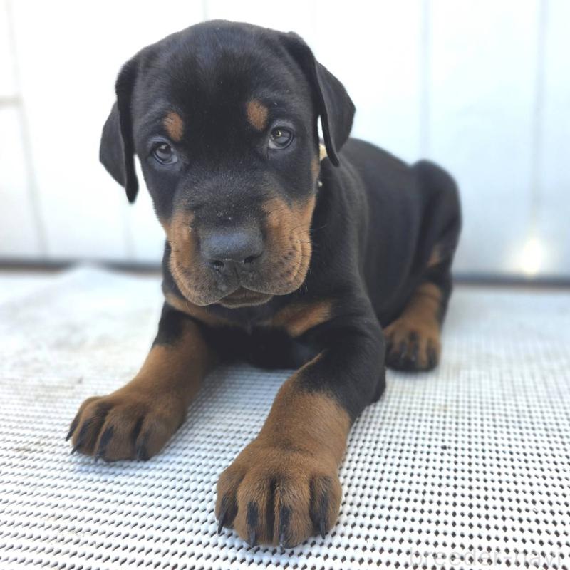 商談中の茨城県のドーベルマン-426185の38枚目