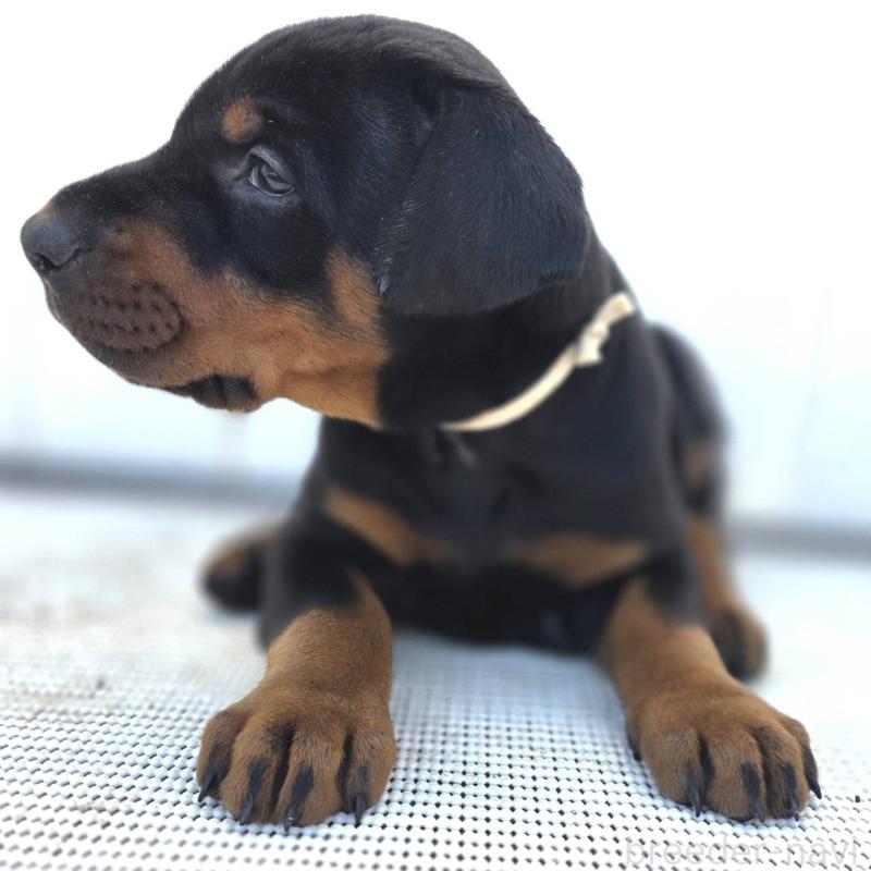 商談中の茨城県のドーベルマン-426185の36枚目