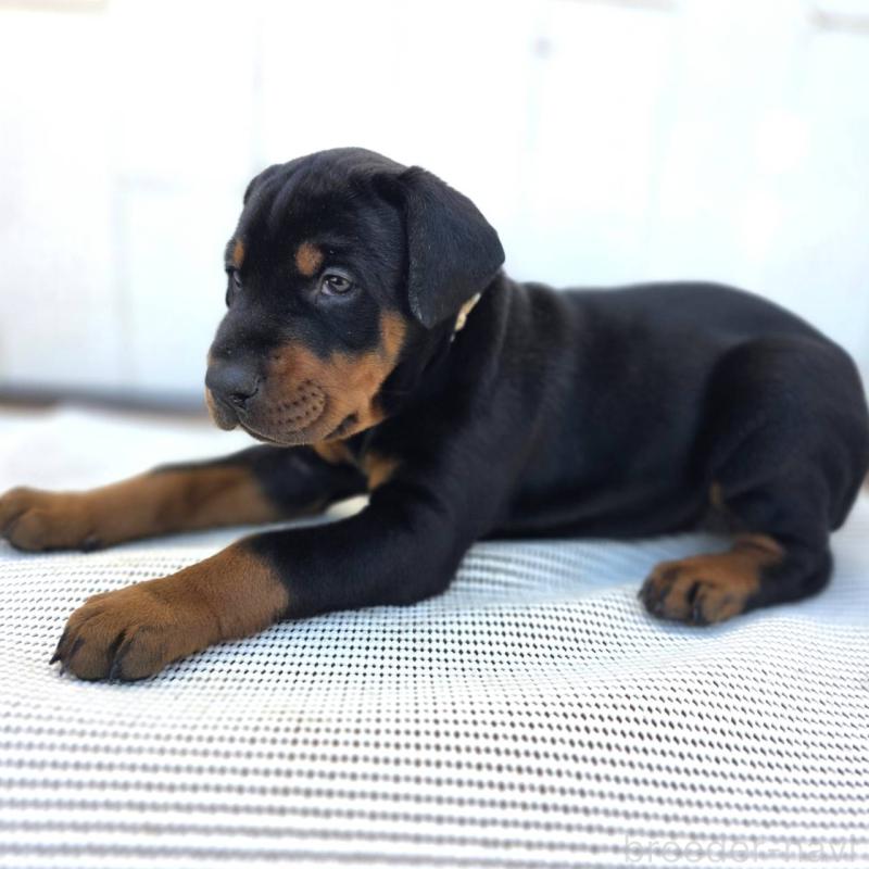 商談中の茨城県のドーベルマン-426185の35枚目