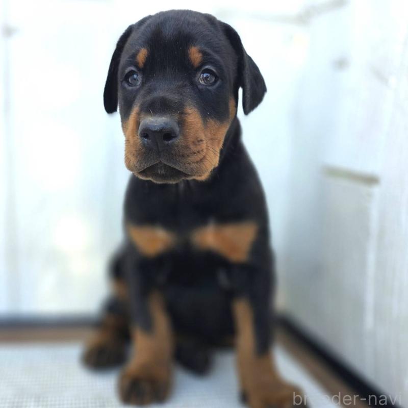 販売中の茨城県のドーベルマン-426185