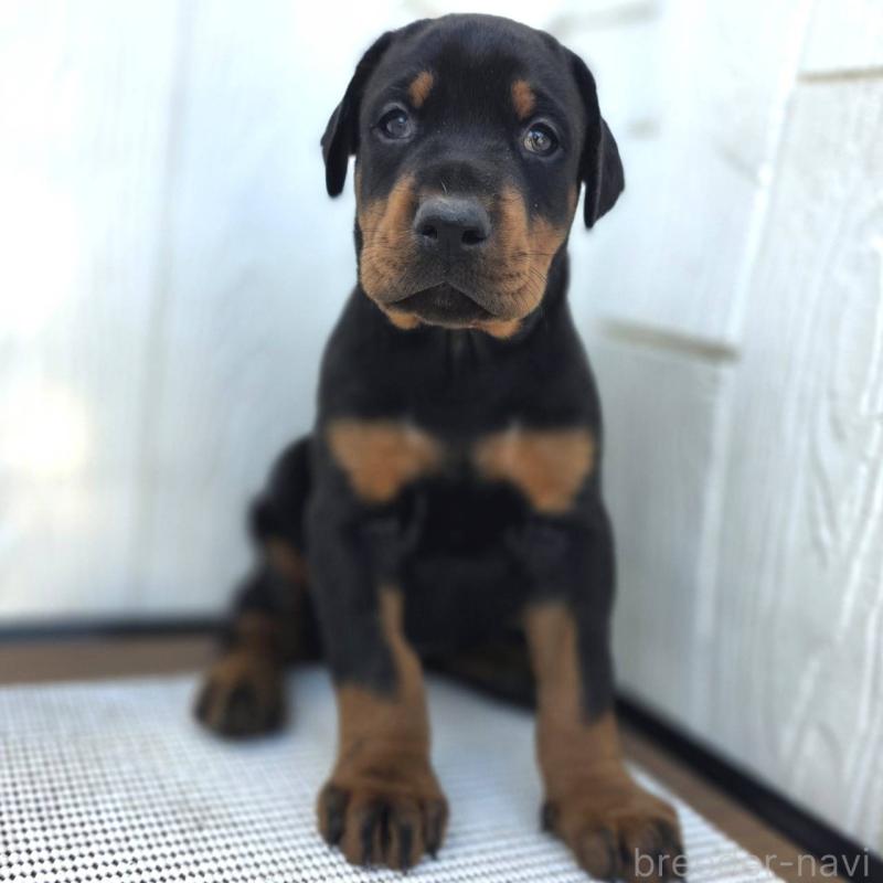 商談中の茨城県のドーベルマン-426185の32枚目