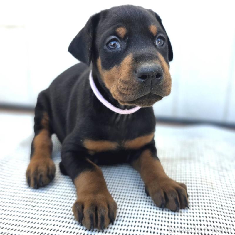 販売中の茨城県のドーベルマン-426192の46枚目