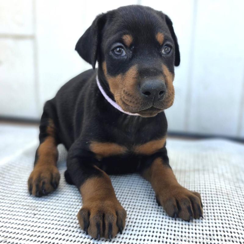 販売中の茨城県のドーベルマン-426192の45枚目