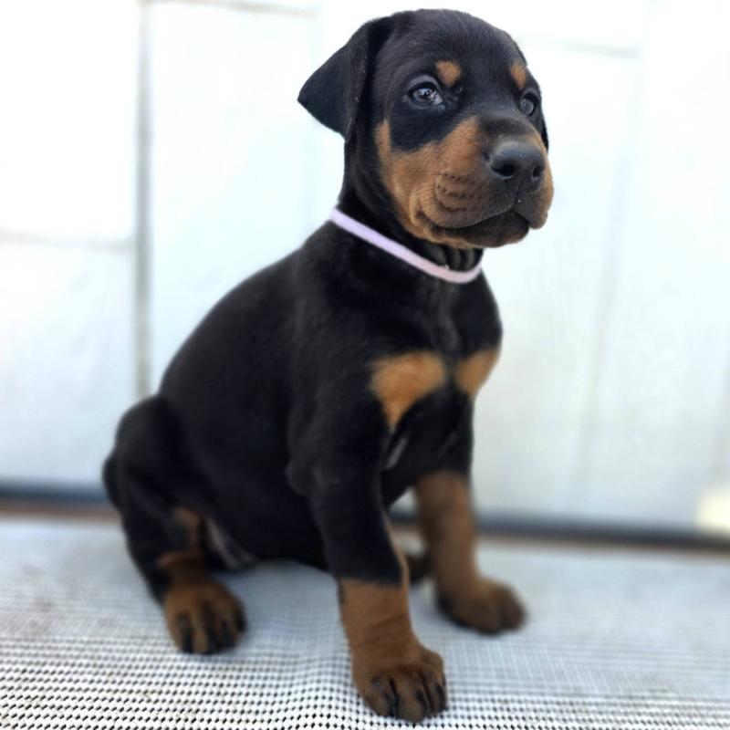 販売中の茨城県のドーベルマン-426192の43枚目