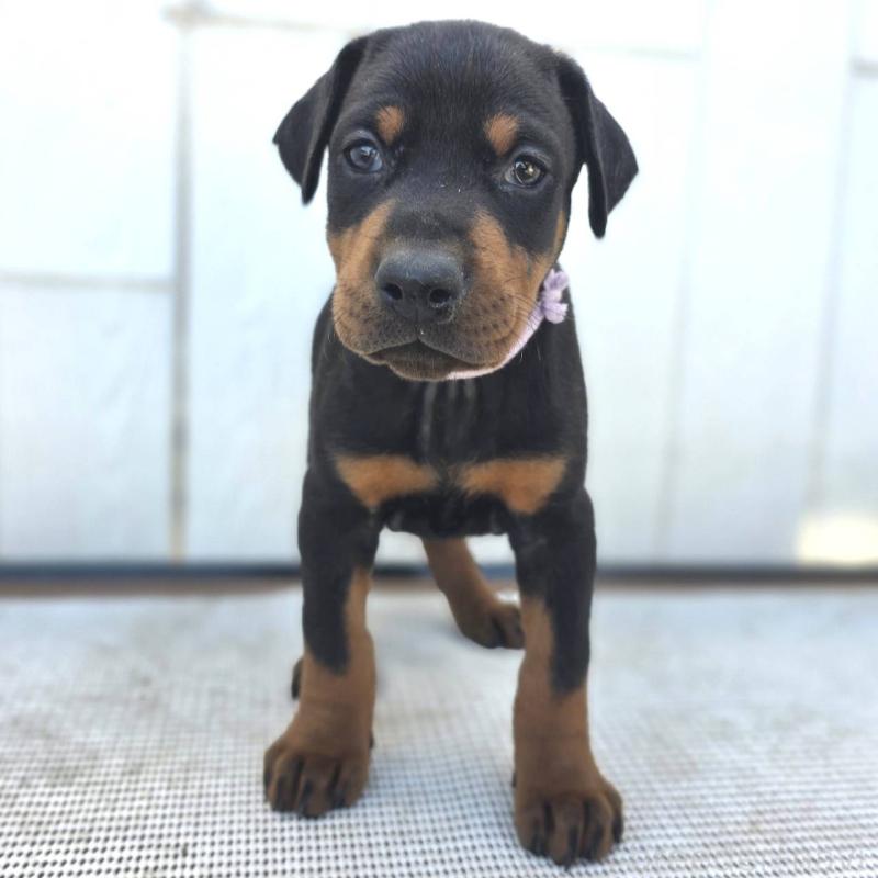 販売中の茨城県のドーベルマン-426192の42枚目