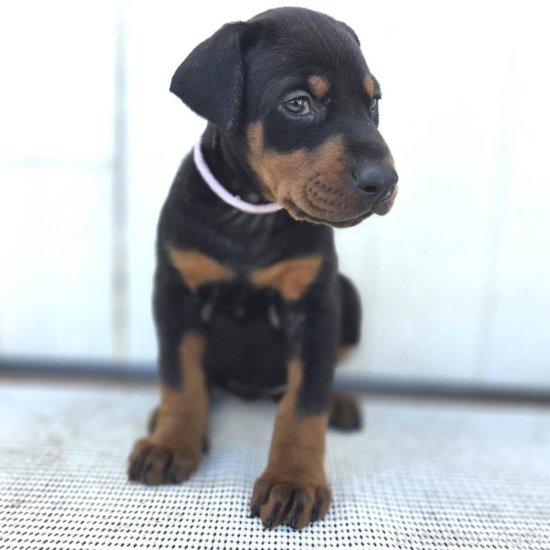 販売中の茨城県のドーベルマン-426192の41枚目