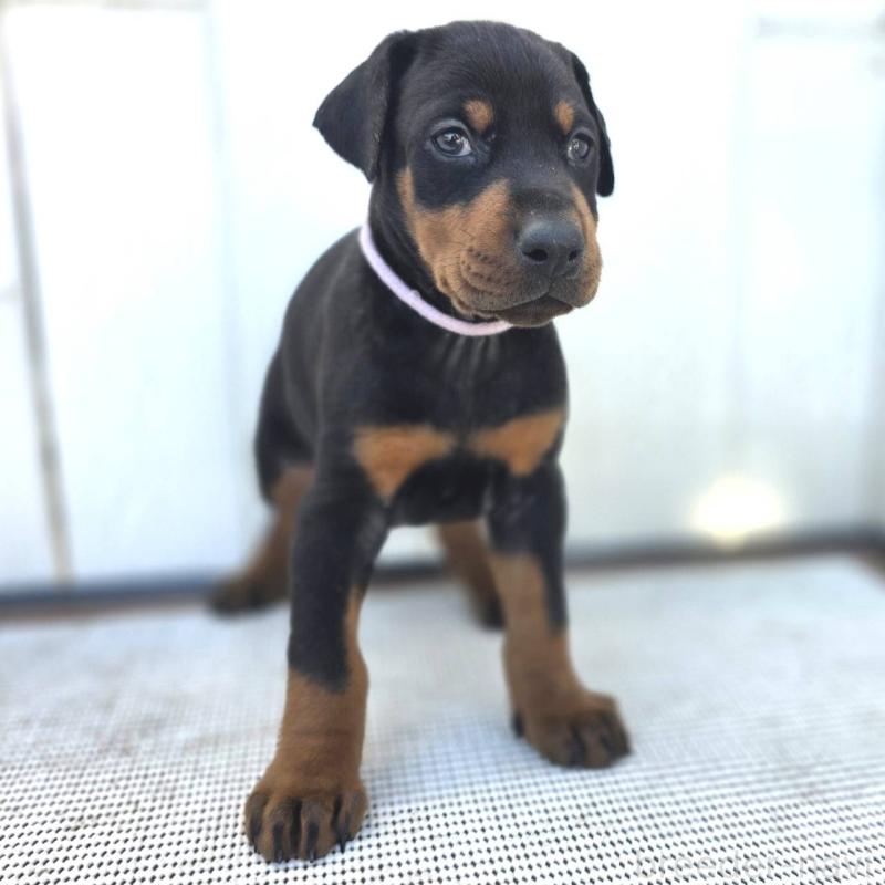 販売中の茨城県のドーベルマン-426192の39枚目