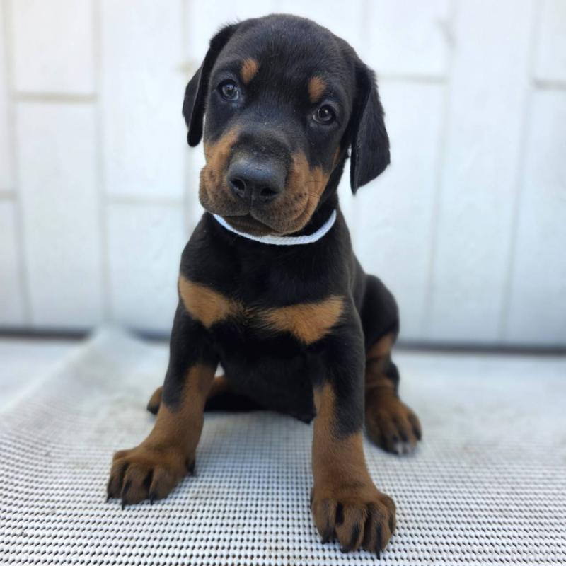 販売中の茨城県のドーベルマン-426181の50枚目