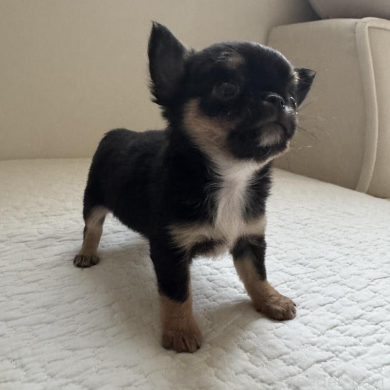 販売中の東京都のチワワ(ロングコート)-428846の9枚目