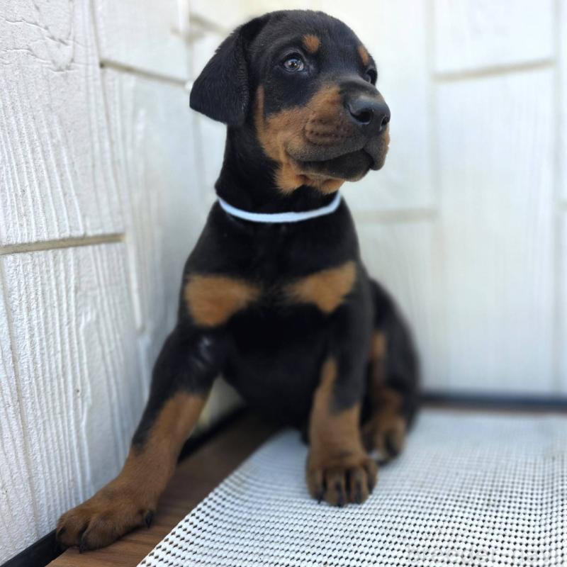 販売中の茨城県のドーベルマン-426181の49枚目