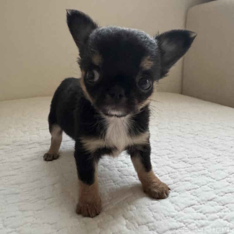 販売中の東京都のチワワ(ロングコート)-428846