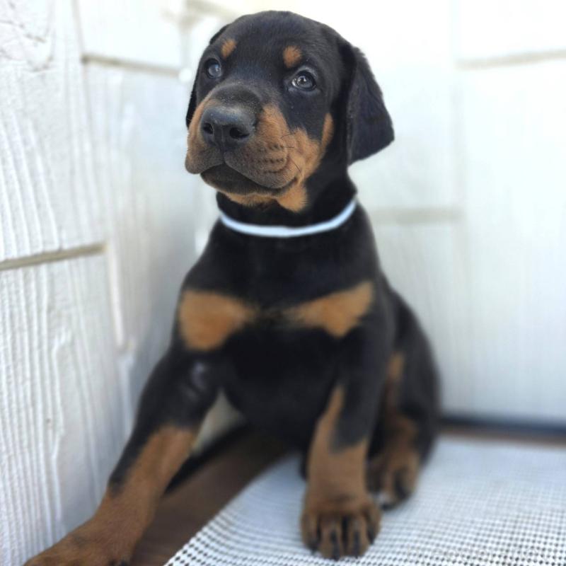 販売中の茨城県のドーベルマン-426181の48枚目