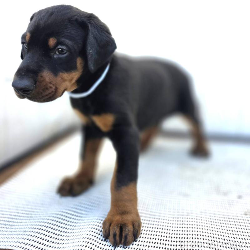 販売中の茨城県のドーベルマン-426181の47枚目