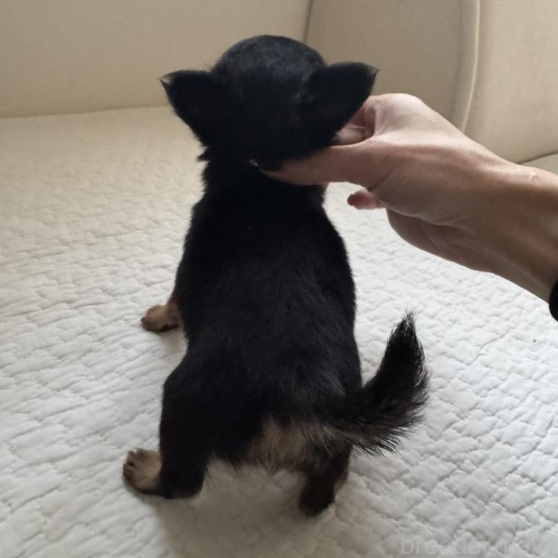 販売中の東京都のチワワ(ロングコート)-428846の7枚目