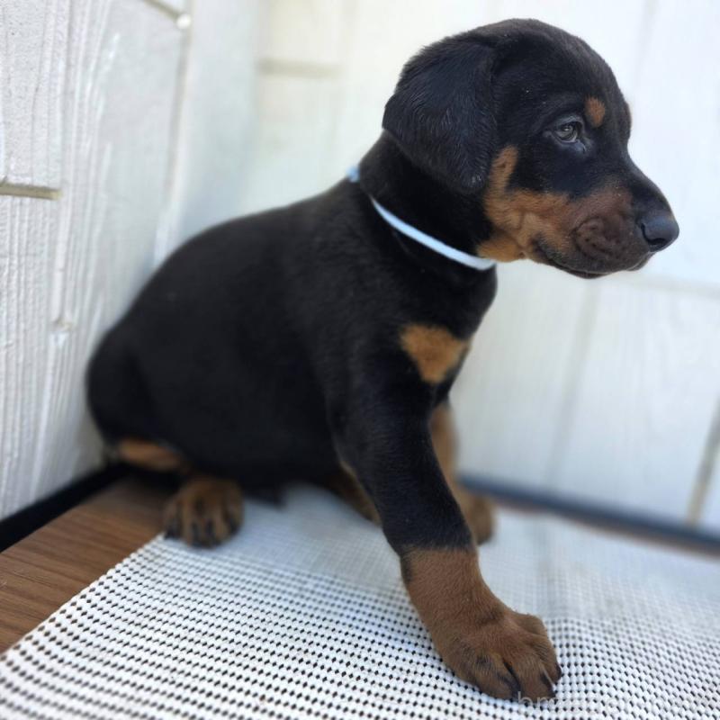 販売中の茨城県のドーベルマン-426181の46枚目