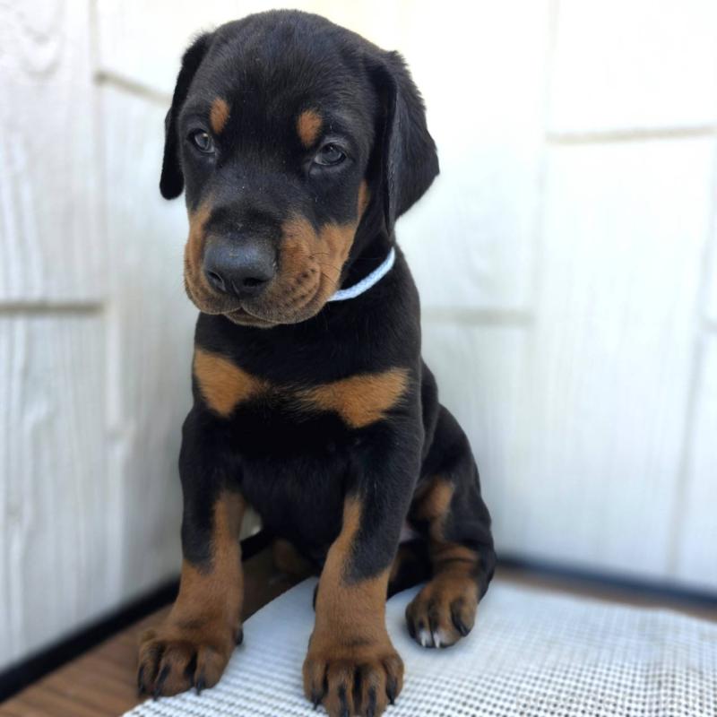 販売中の茨城県のドーベルマン-426181の45枚目