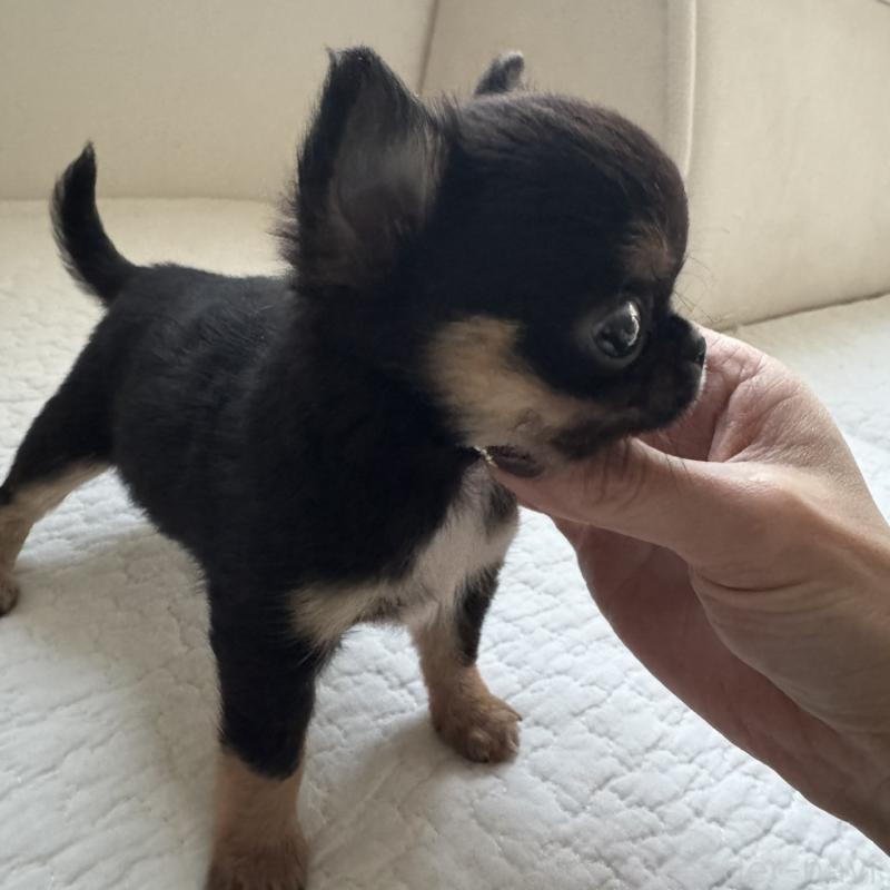 販売中の東京都のチワワ(ロングコート)-428846の6枚目