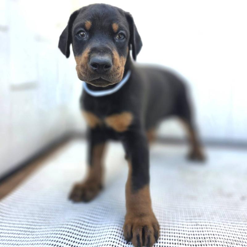 販売中の茨城県のドーベルマン-426181