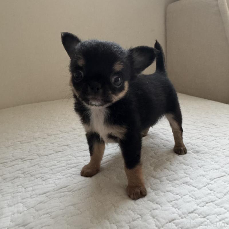 販売中の東京都のチワワ(ロングコート)-428846の4枚目