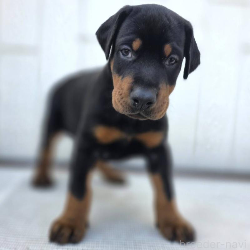 商談中の茨城県のドーベルマン-426183の6枚目