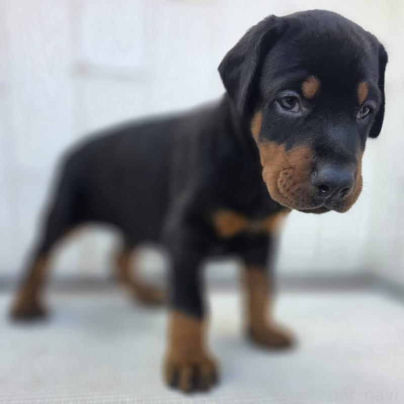 商談中の茨城県のドーベルマン-426183の5枚目