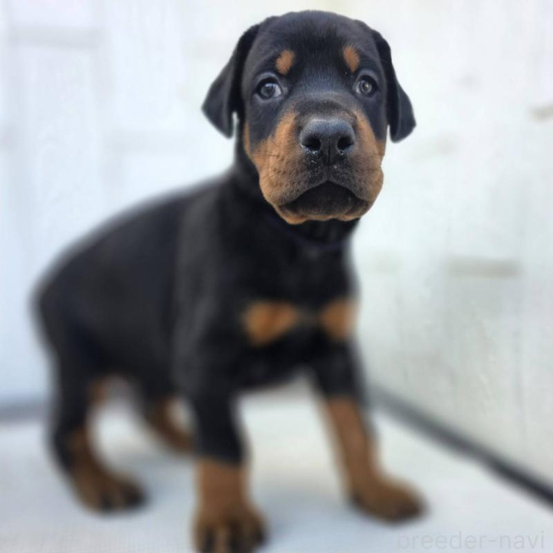 商談中の茨城県のドーベルマン-426183の4枚目