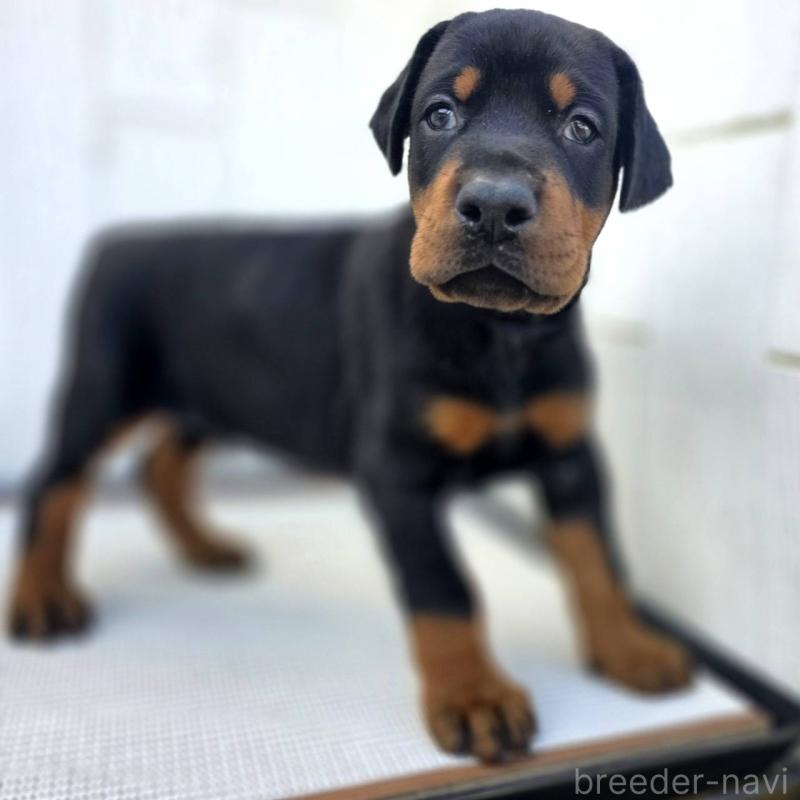 商談中の茨城県のドーベルマン-426183の3枚目