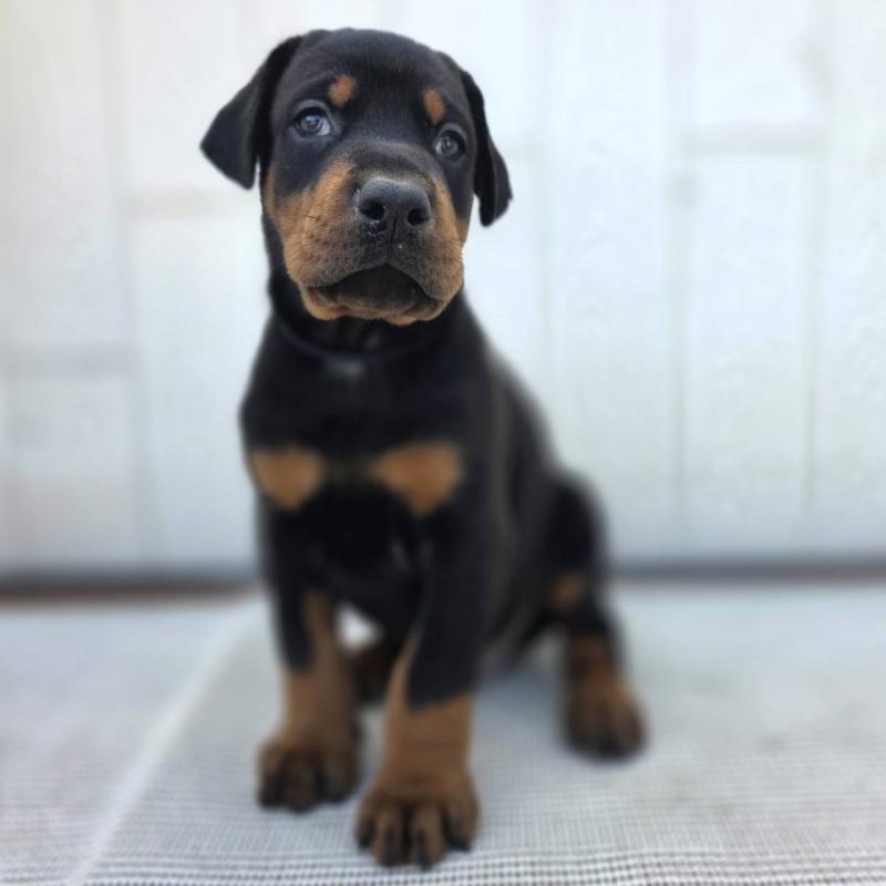 商談中の茨城県のドーベルマン-426183の2枚目